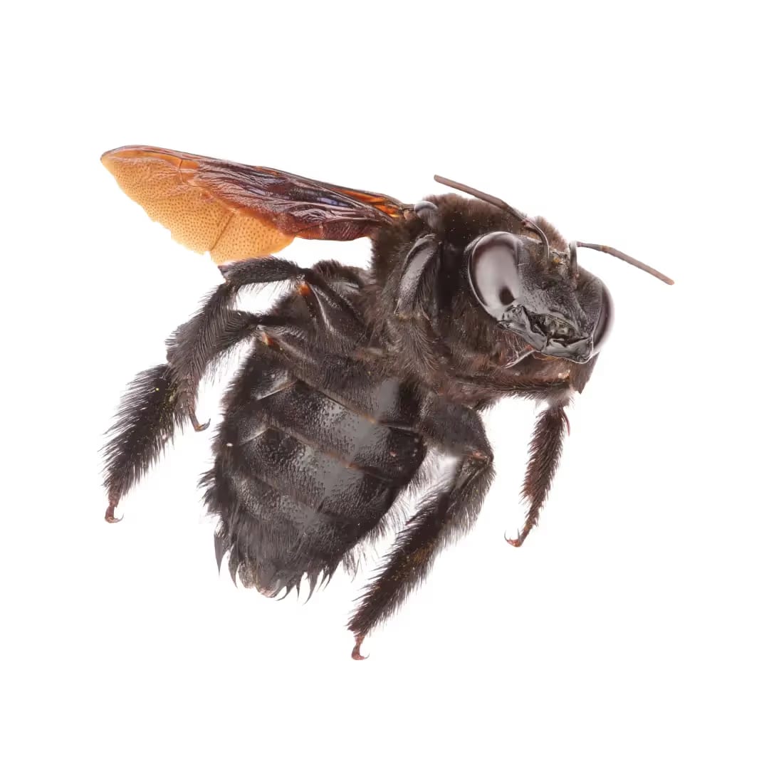 Carpenter Bees