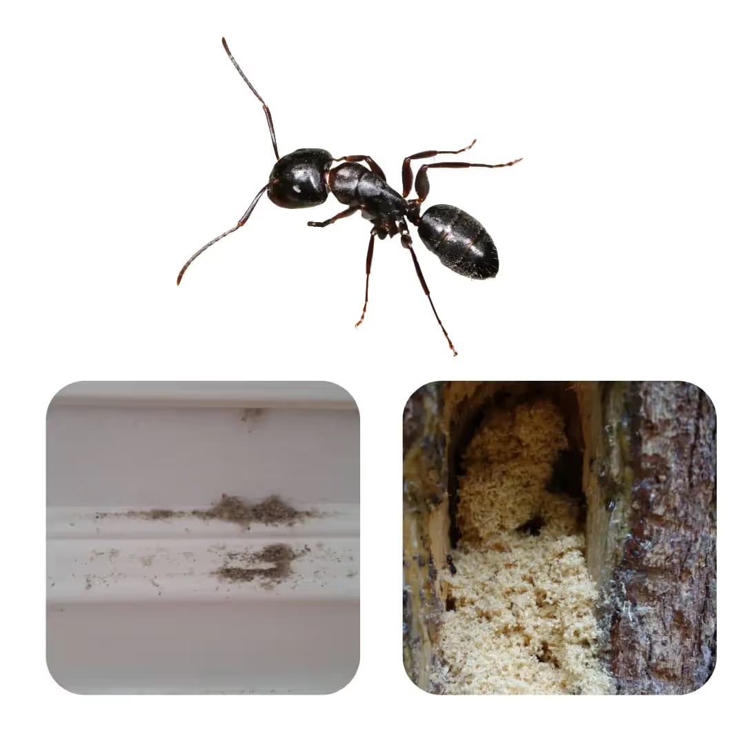 Carpenter Ant