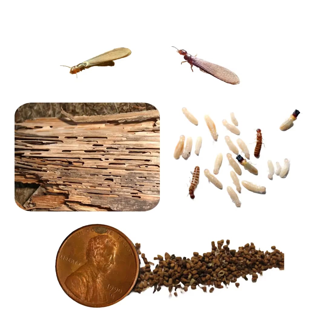 Drywood Termites
