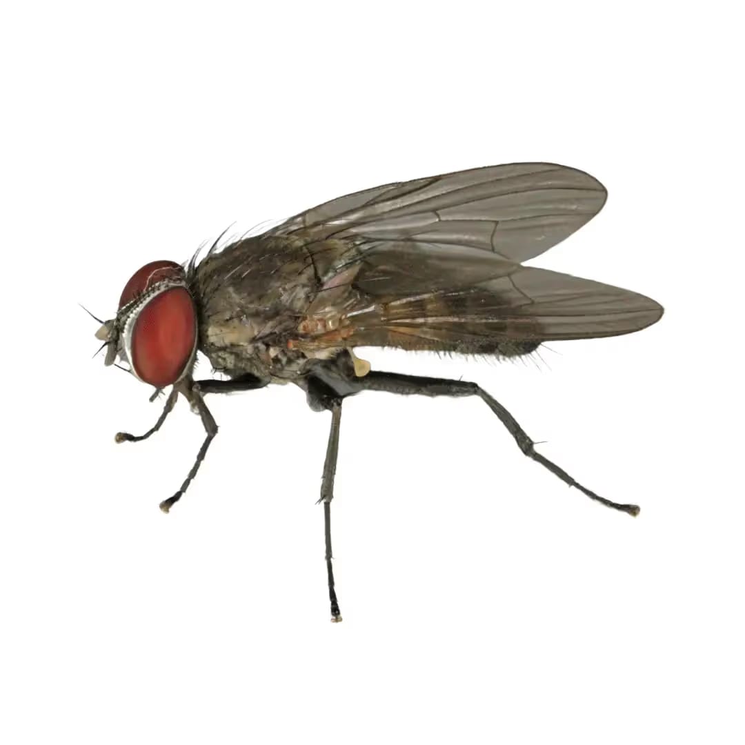 House Flies