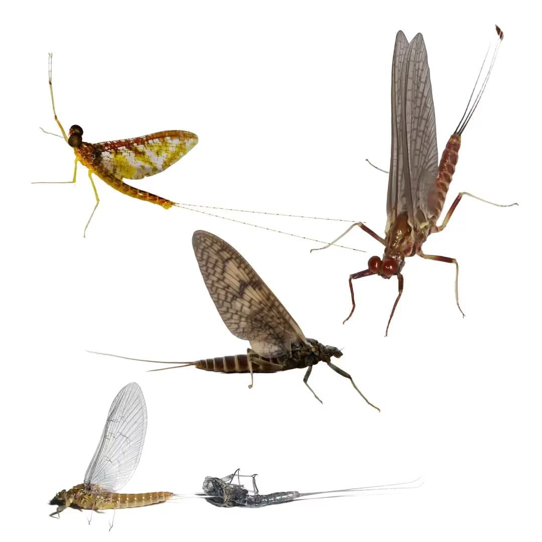 mayflies