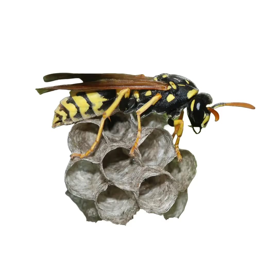 Paper Wasp