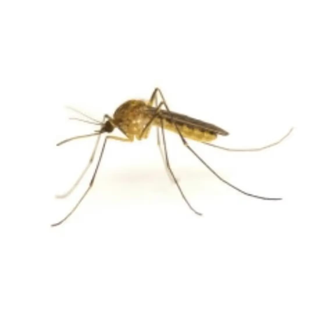Mosquitoes
