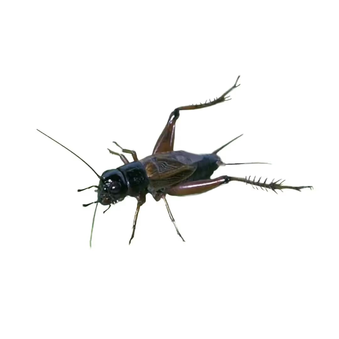 Crickets