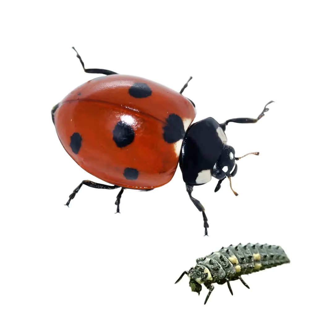 Lady Bug