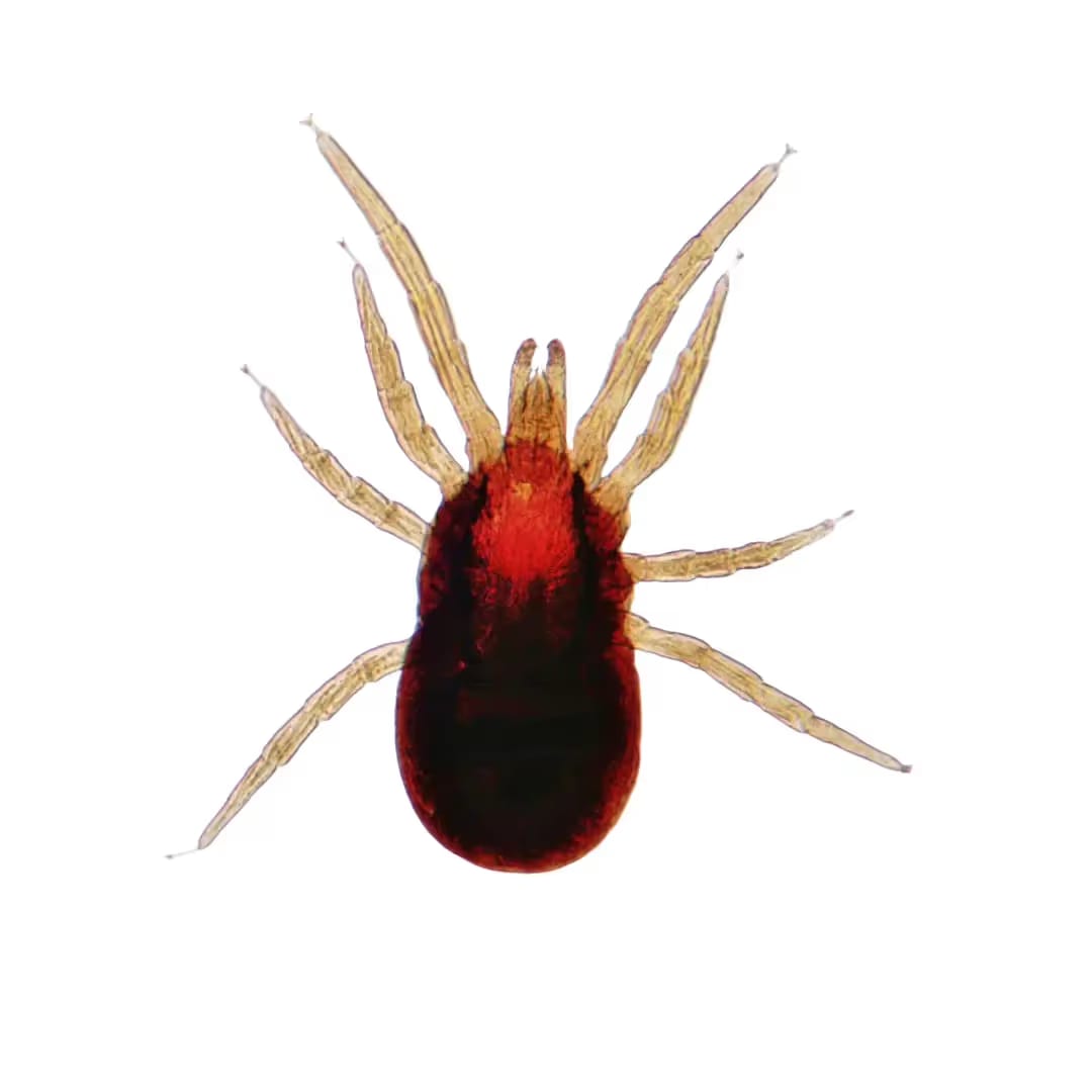 Mites