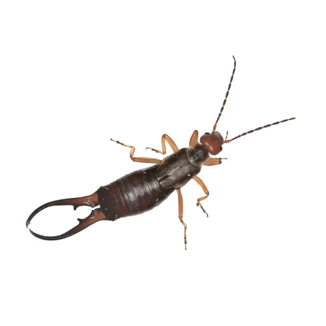 Occasional Invaders