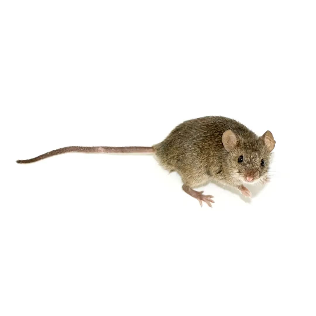 Rodents