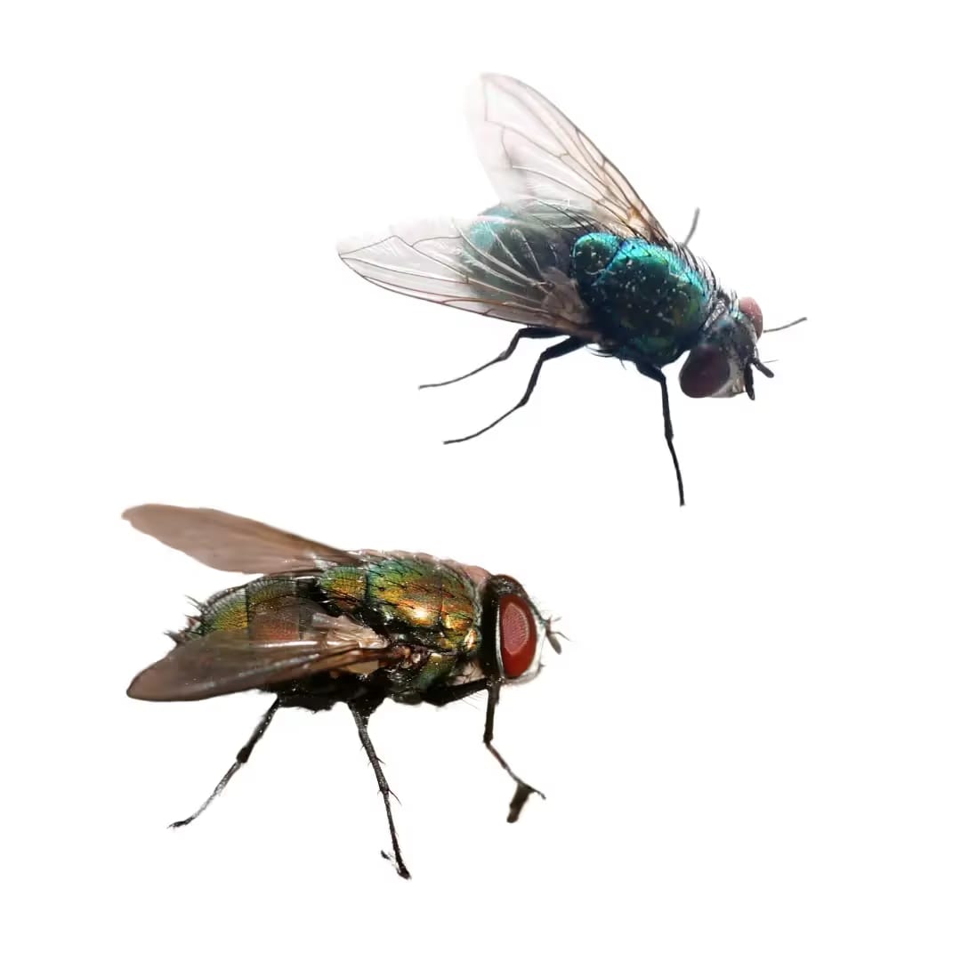 Flies