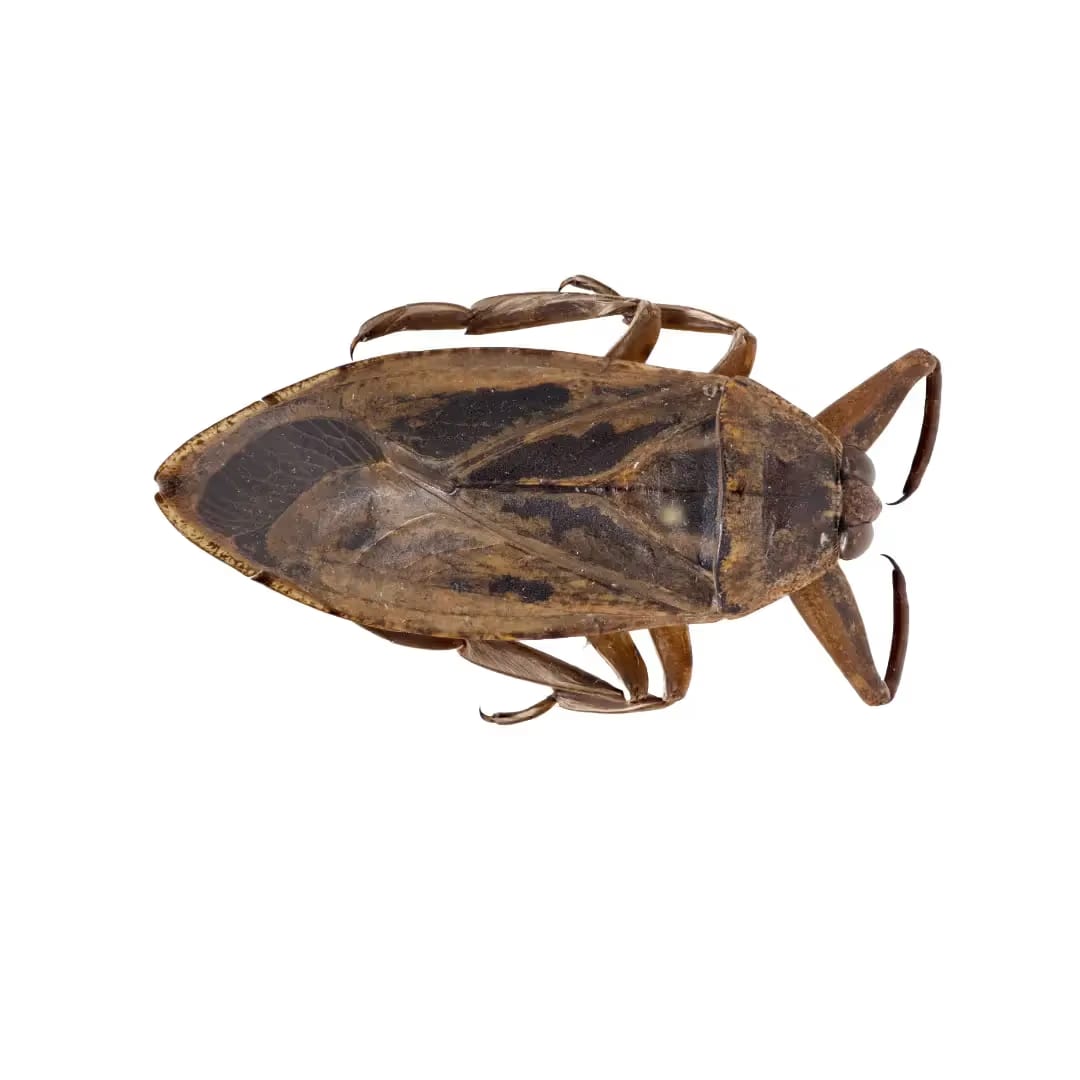 Waterbugs
