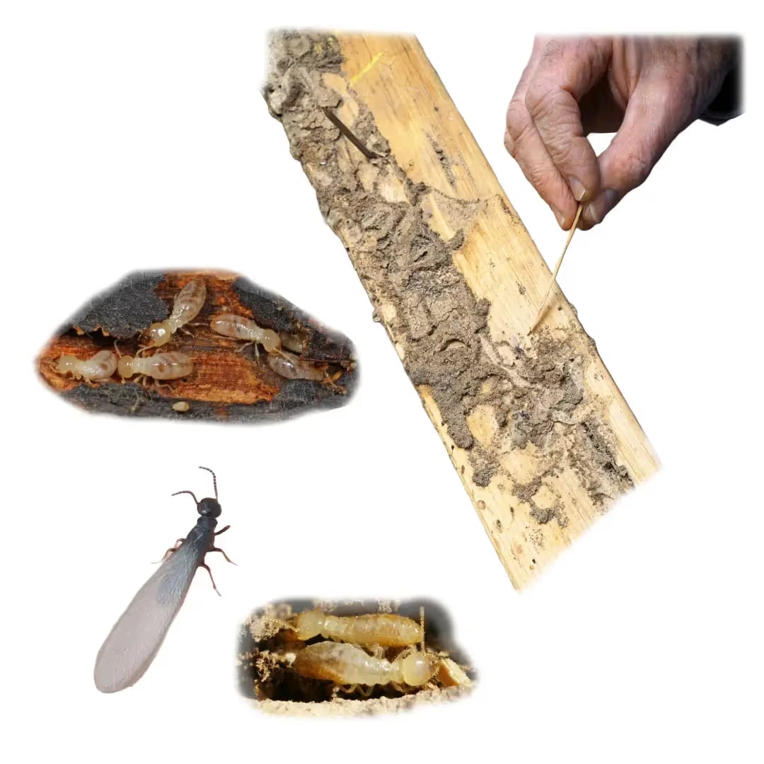Structural Pests