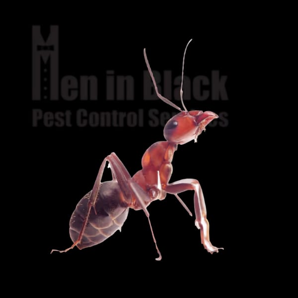 Ant Control Services Near Me
