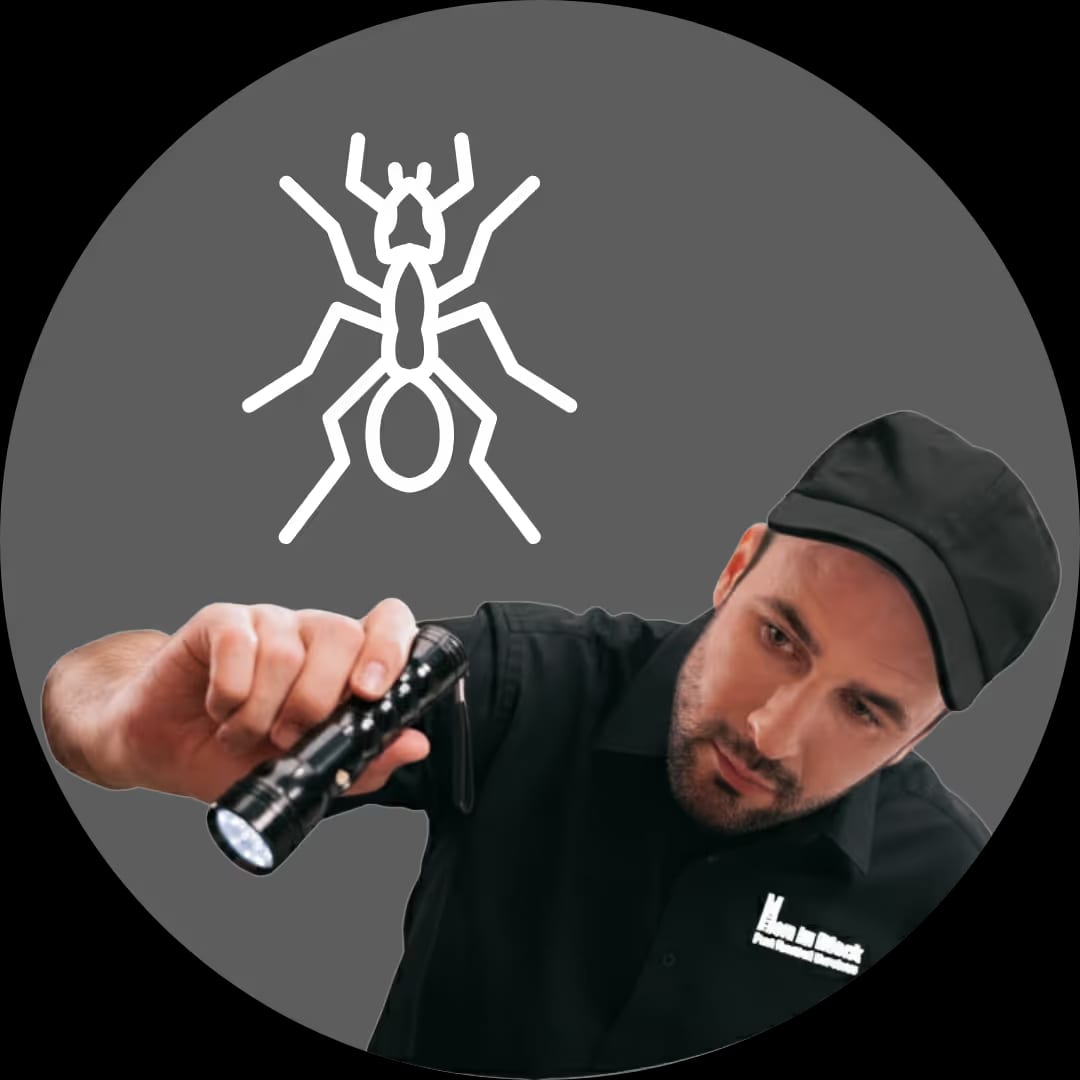 Trusted local ant control company in Plainfield Illinois