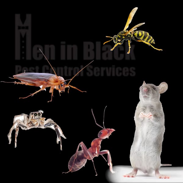 An Exterminator You Can Rely On