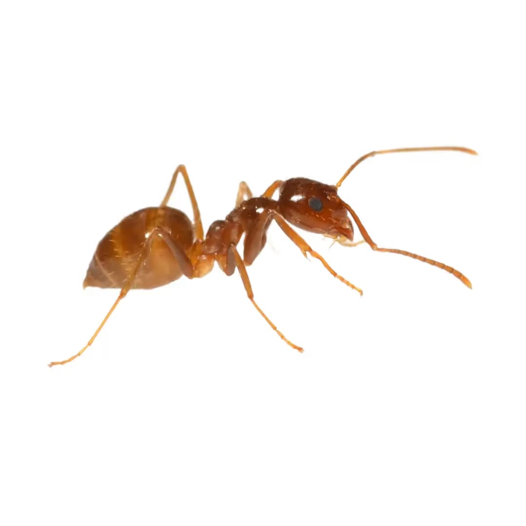 Ants