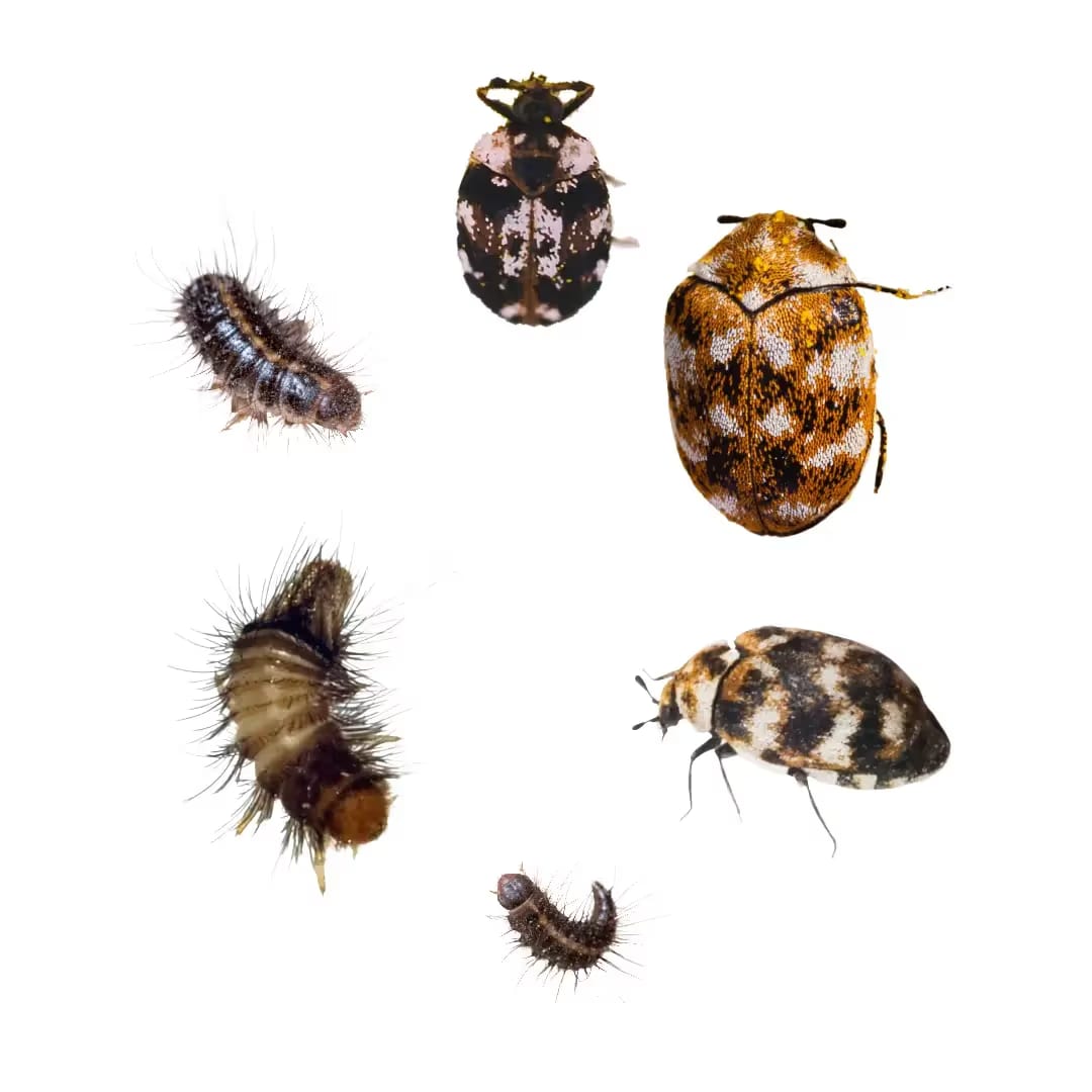 Beetles