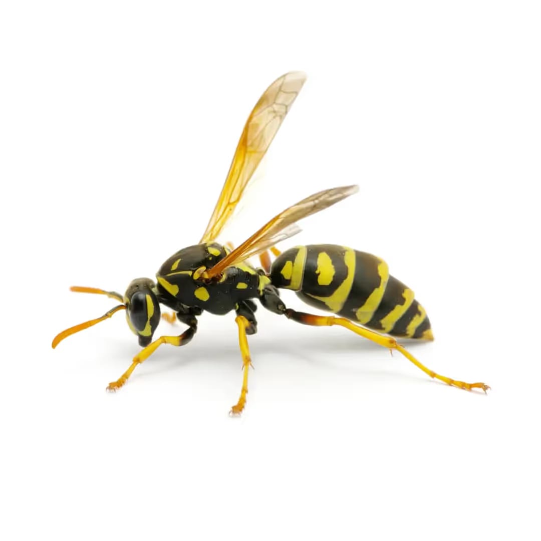 Stinging Insects