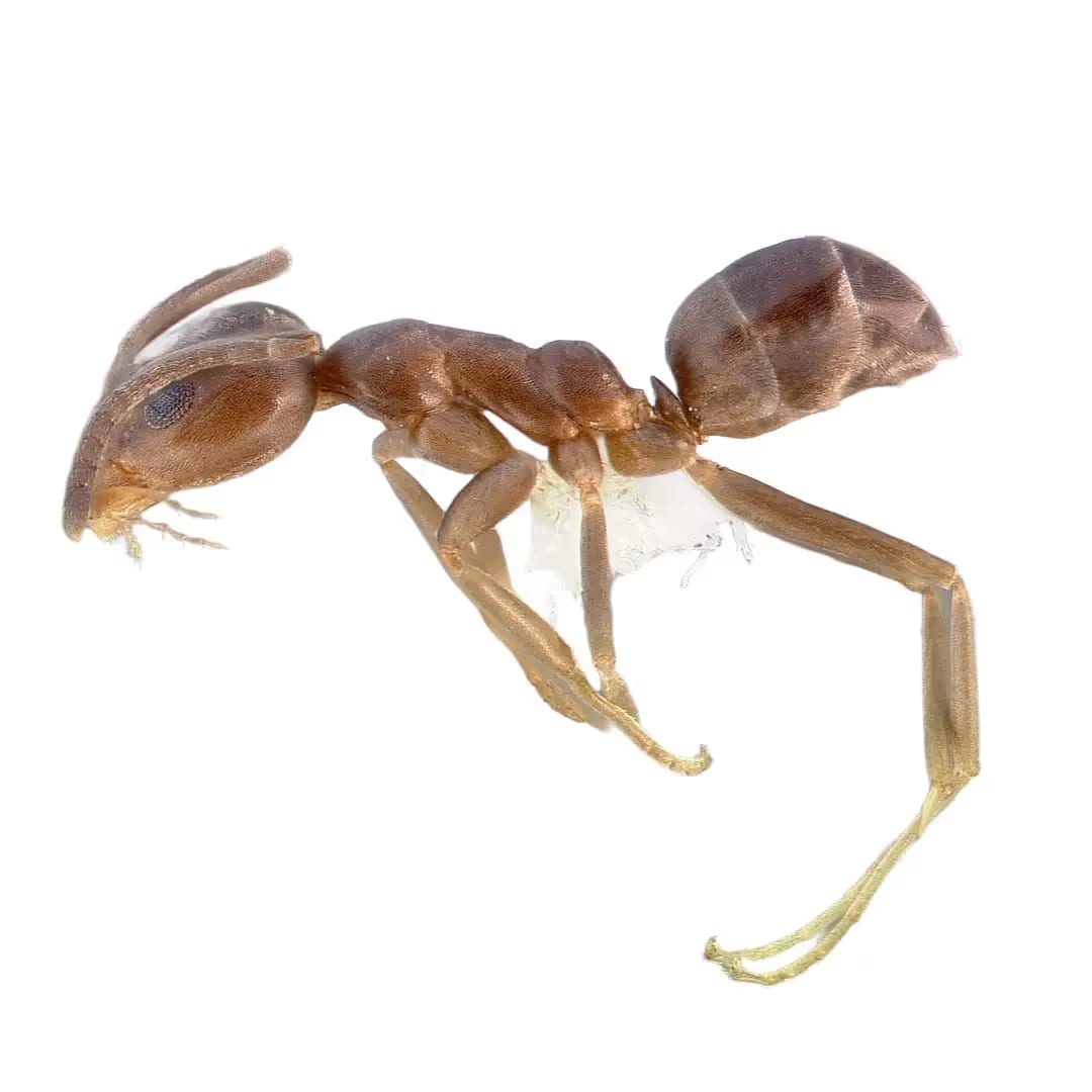 Argentine Ant