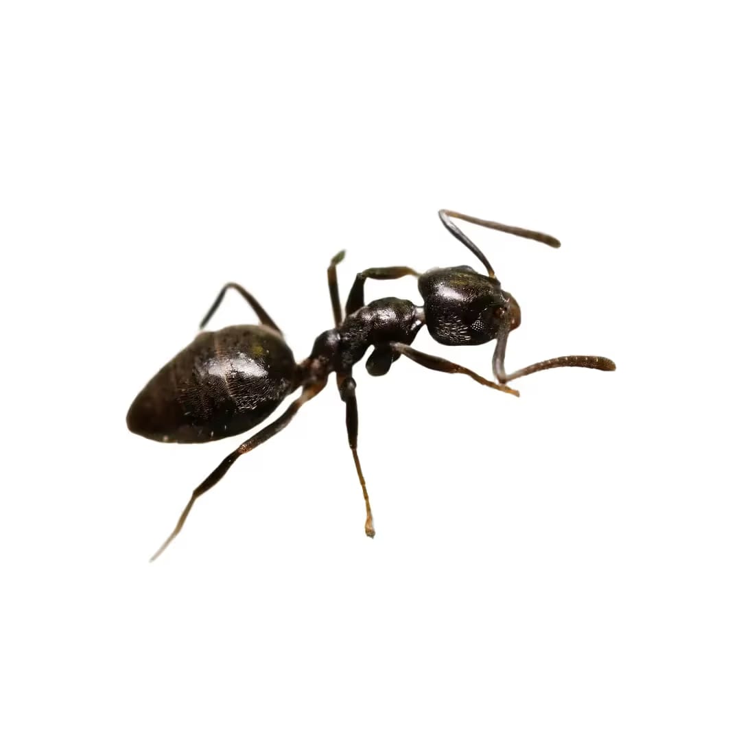 Odorous House Ant