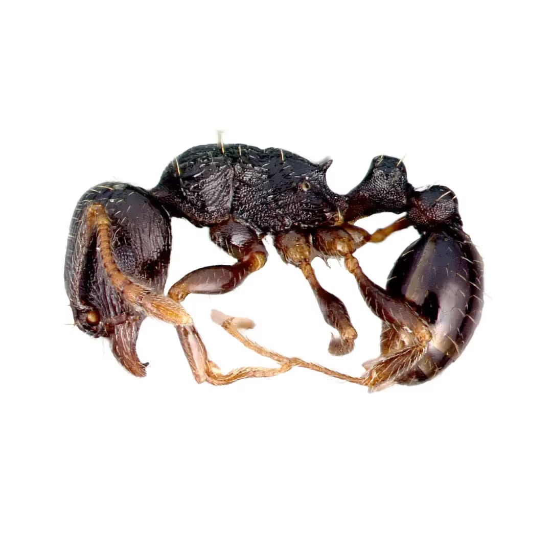 Pavement Ant