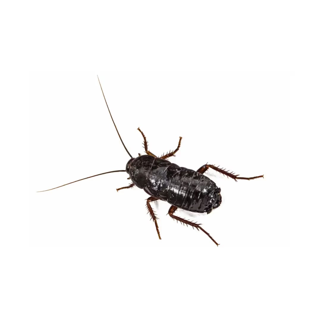 Oriental Cockroach