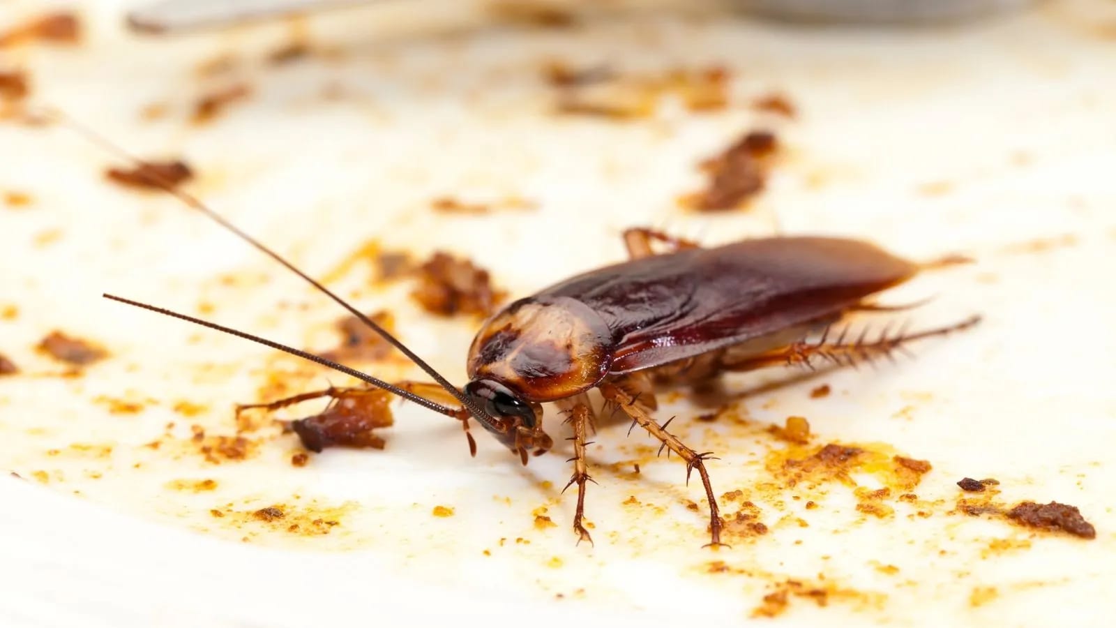 Cockroaches?