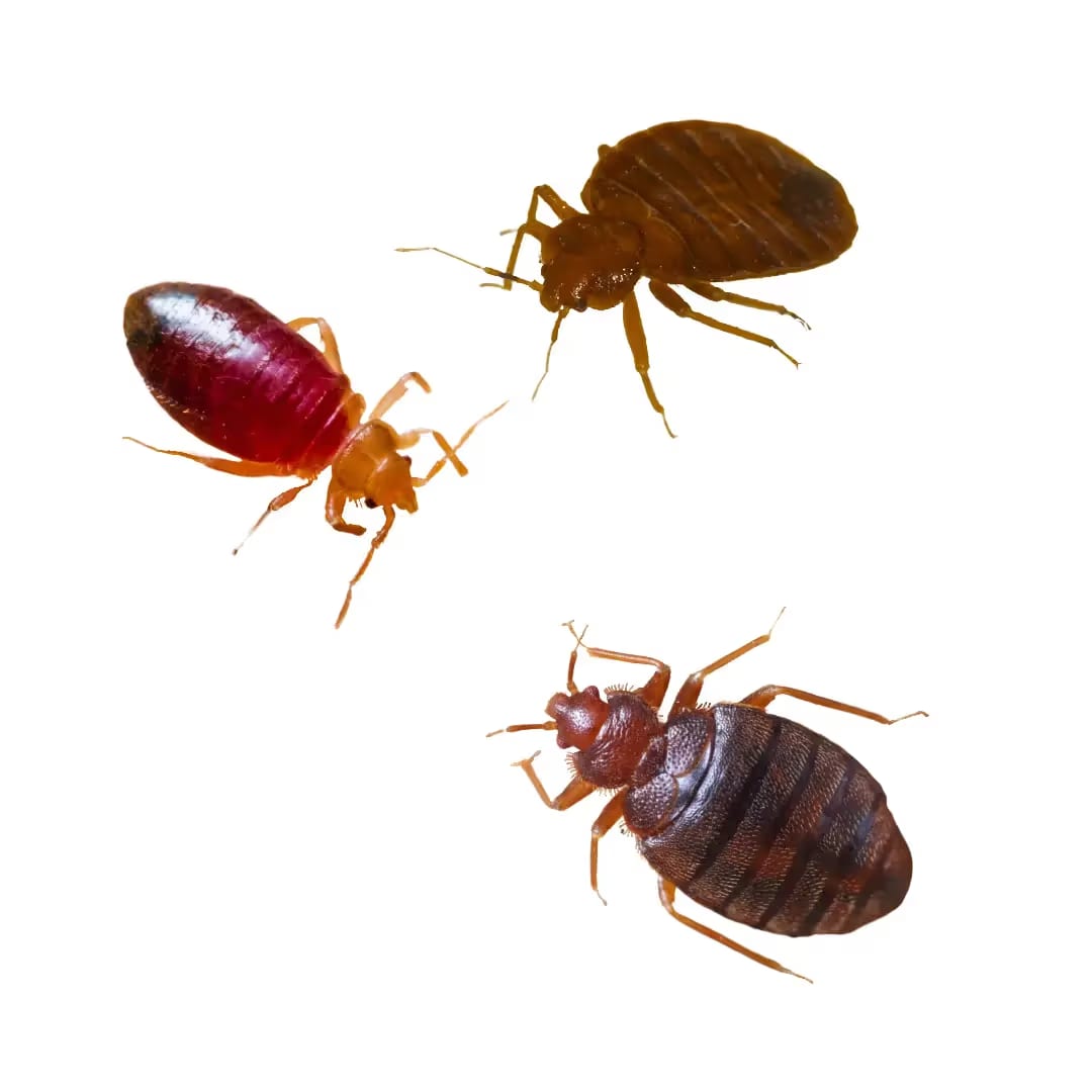 Bed Bugs