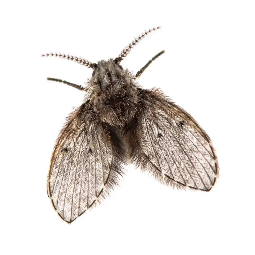 Drain Flies