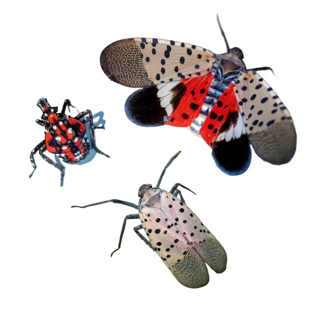 Spotted Lantern Fly