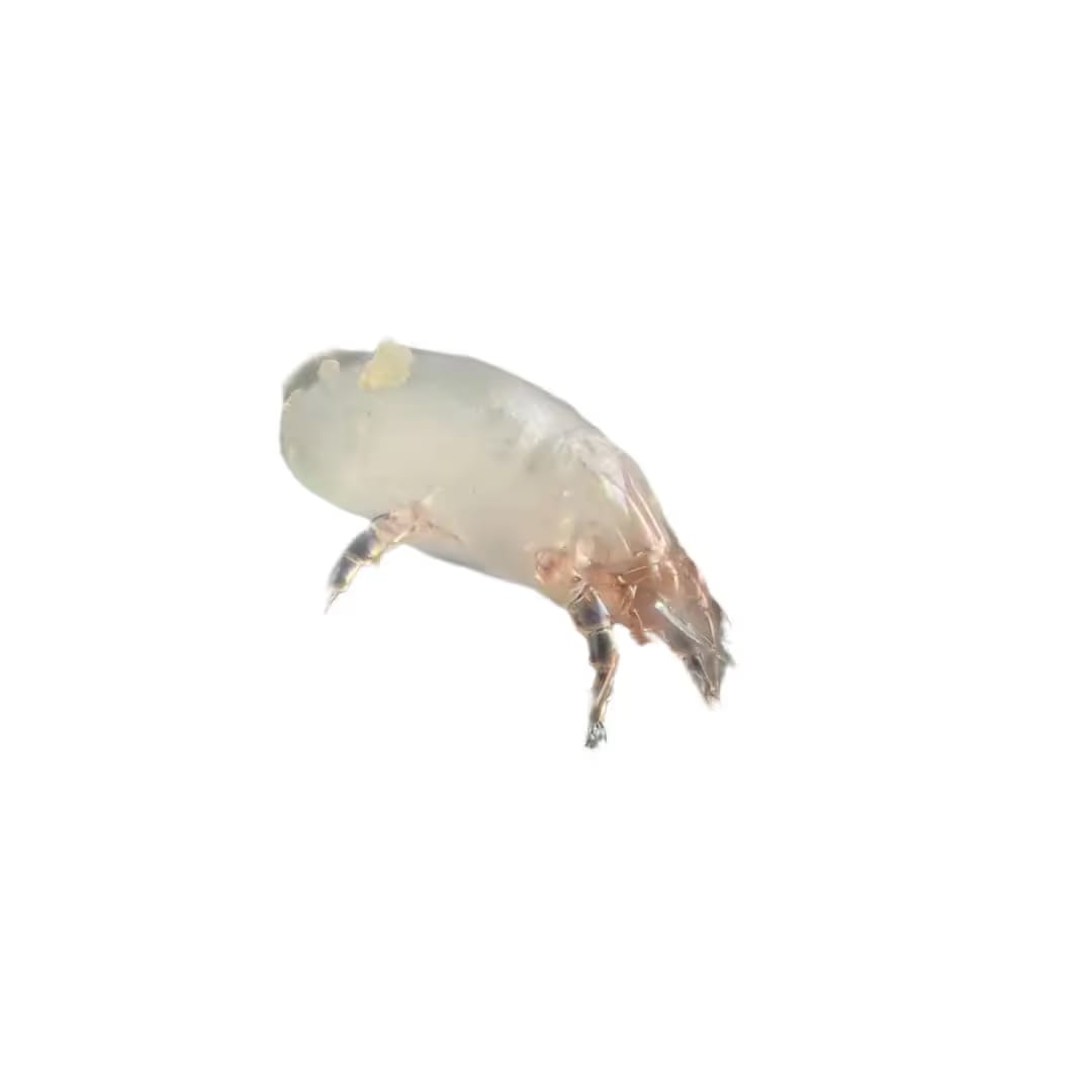 Dust Mites