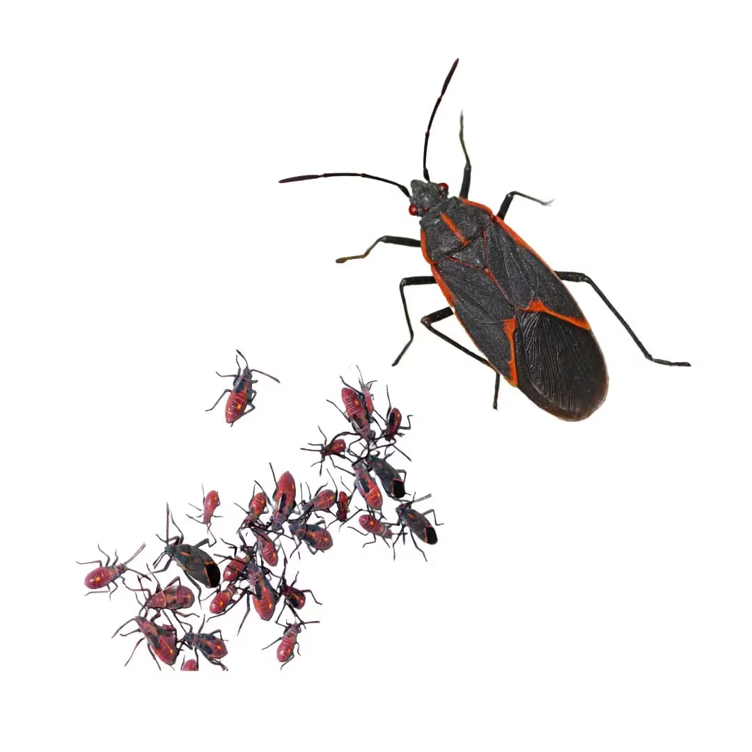 Box Elder Bug