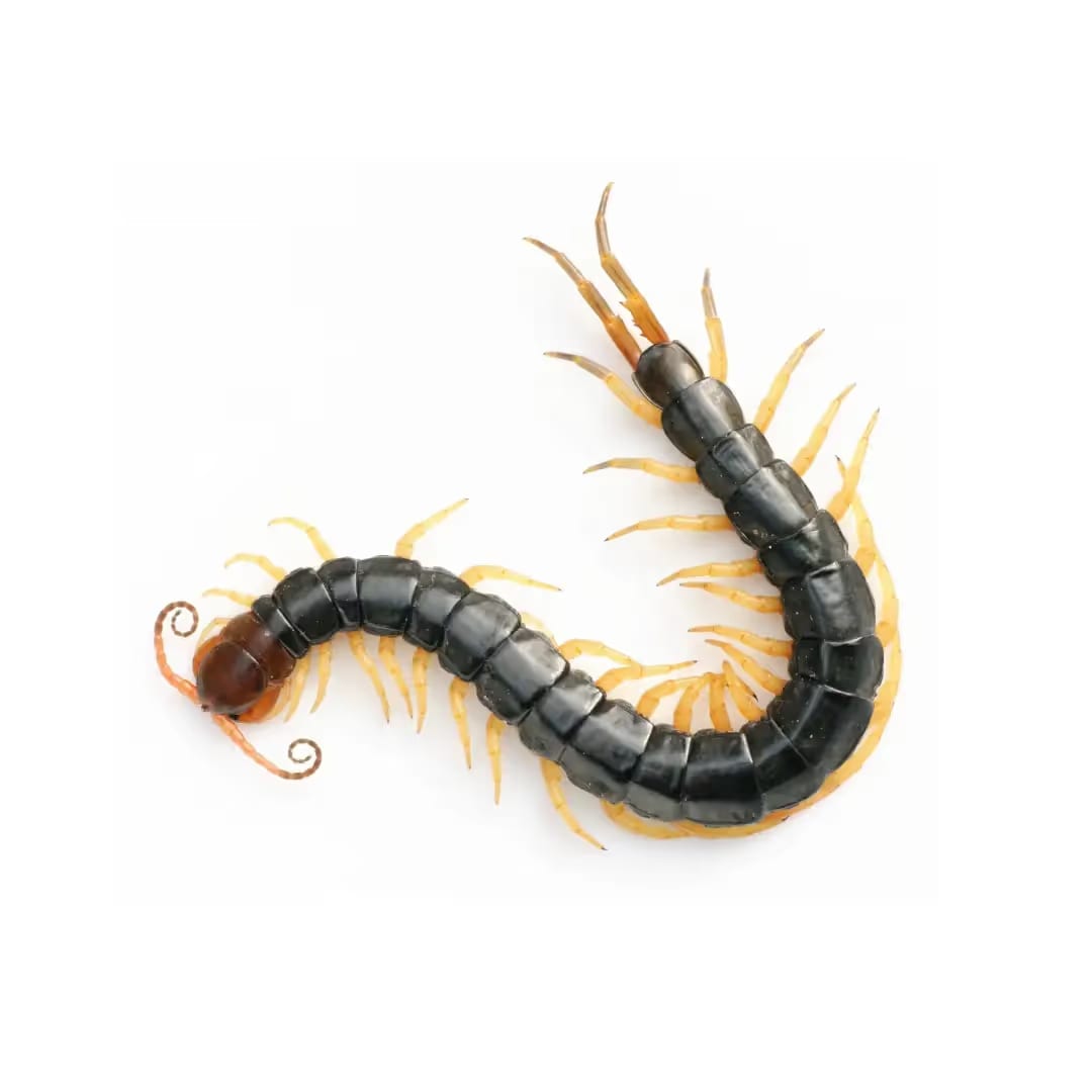 Centipedes