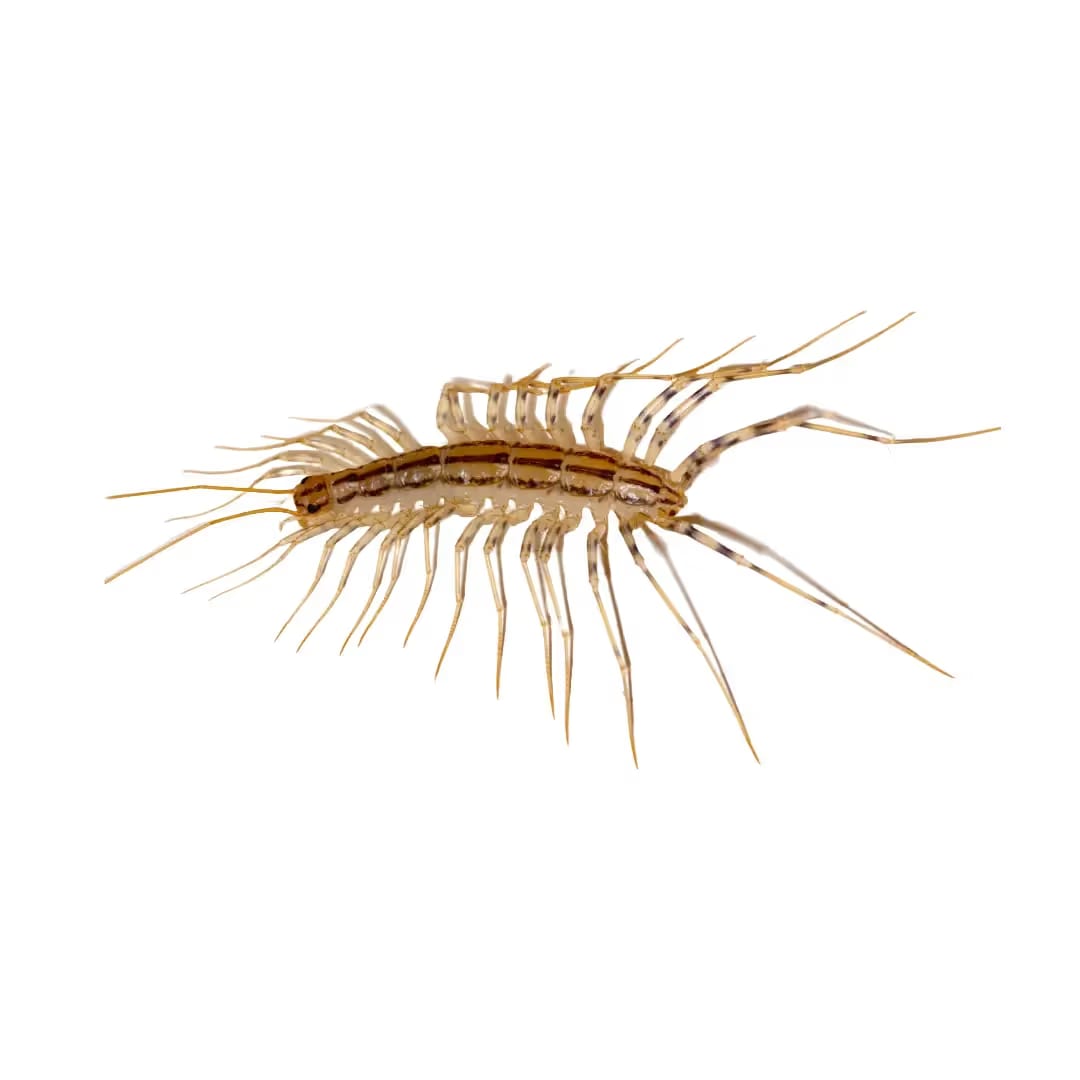 House Centipede