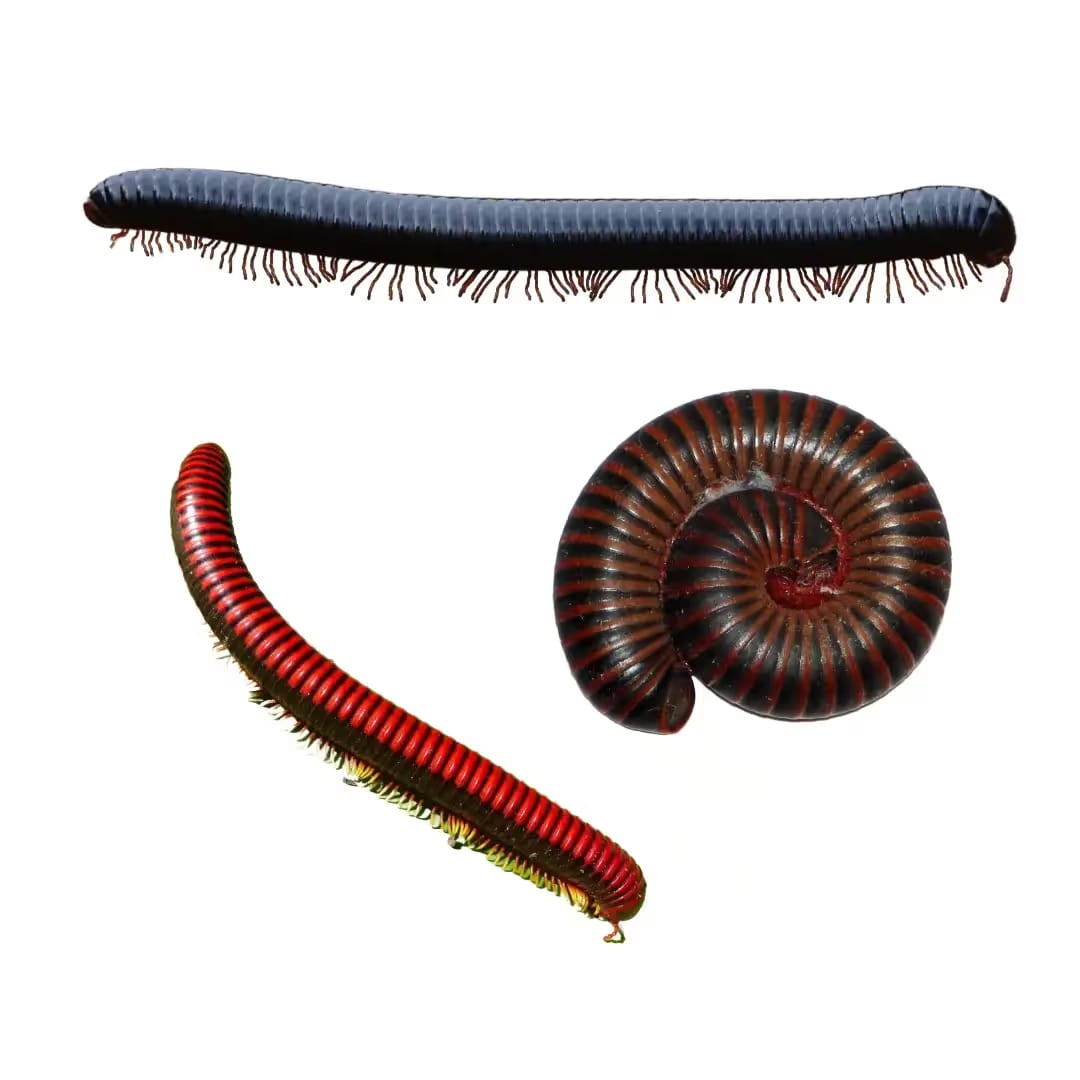 Millipedes