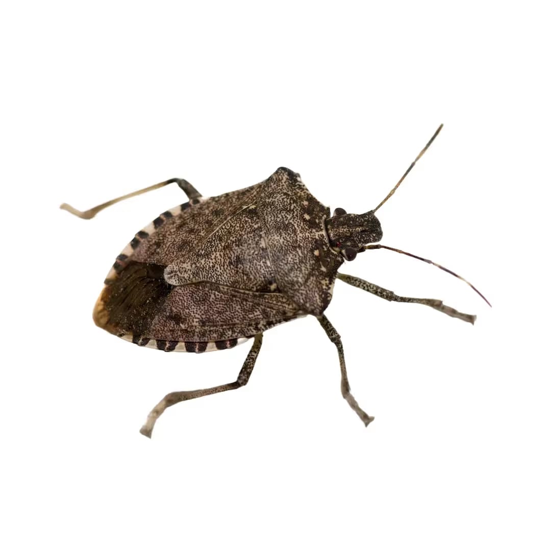 Stink Bug