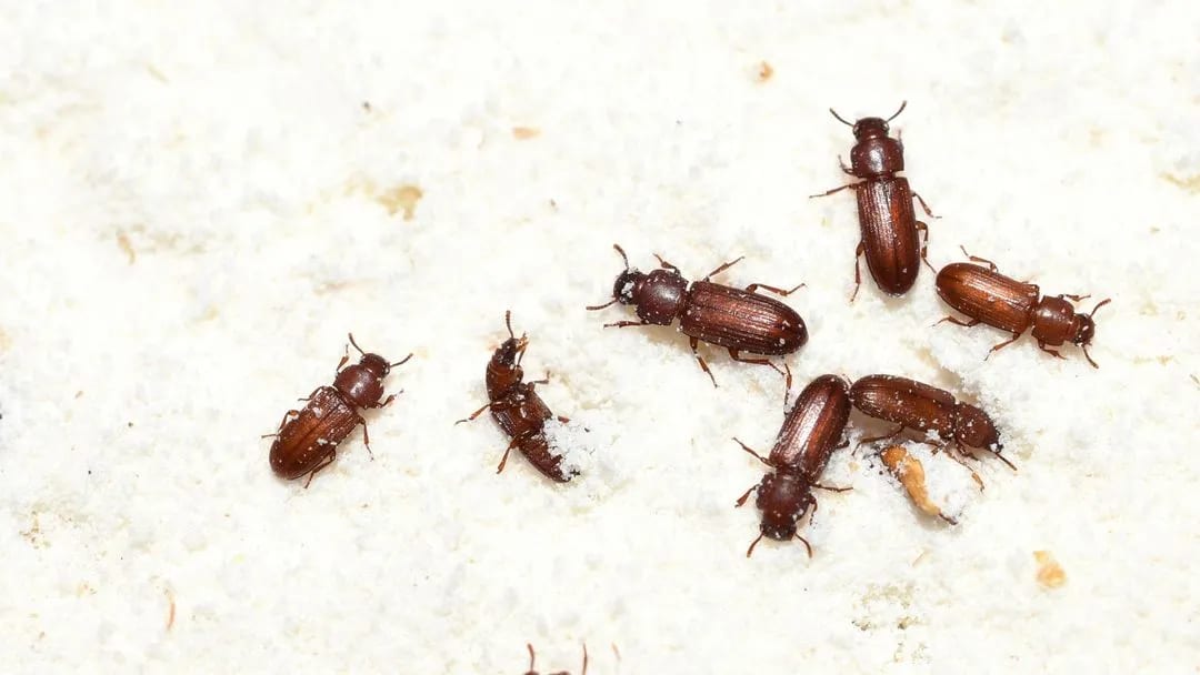 Pantry Pests?