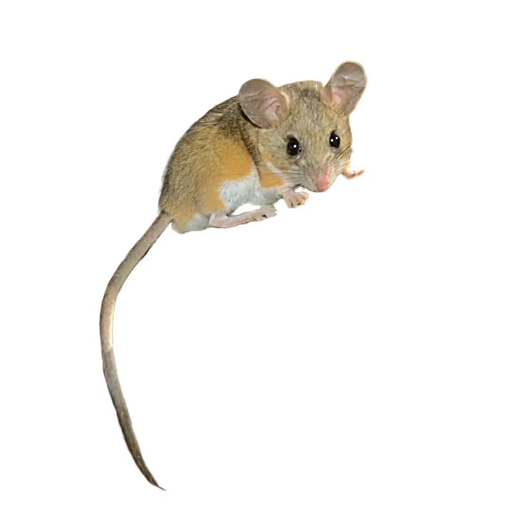 Deer Mice