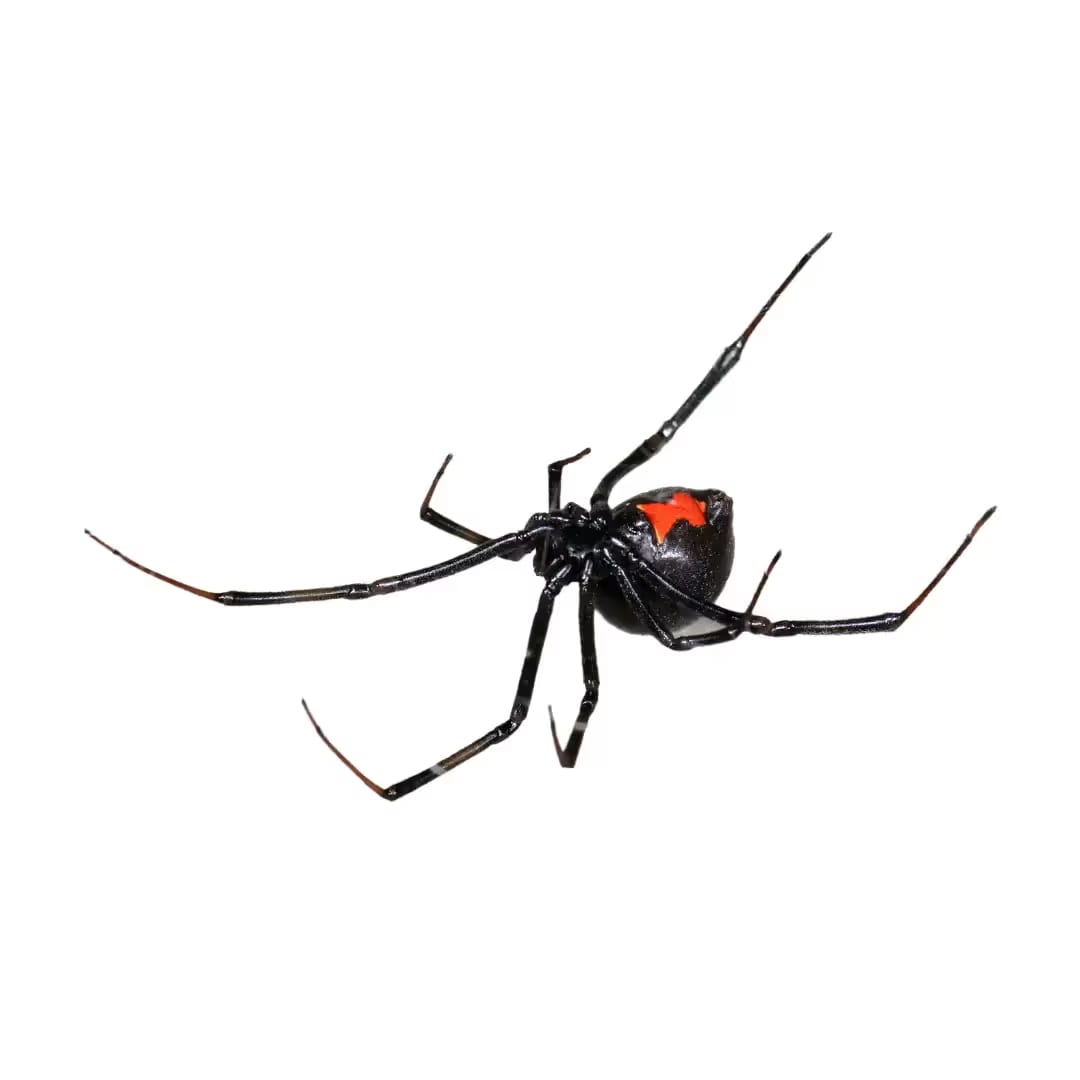 Black Widow Spider