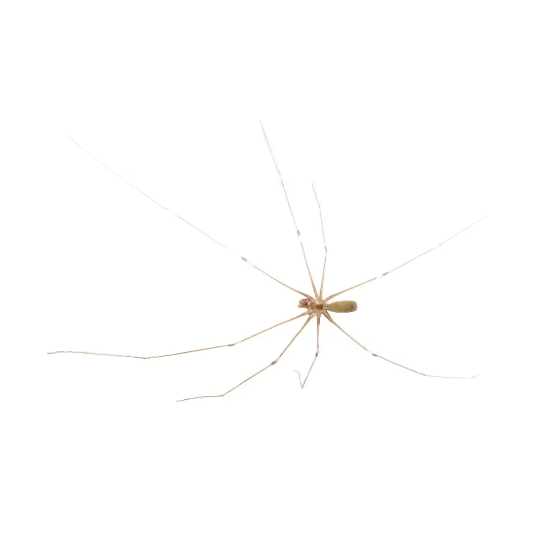Cellar Spider