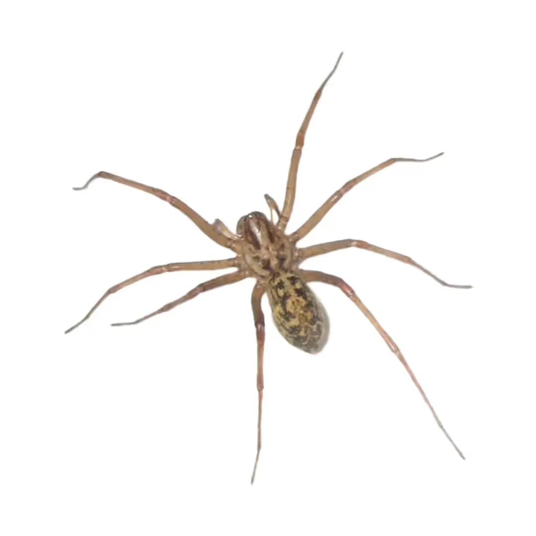 Hobo Spider
