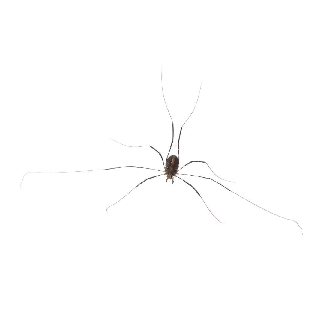 Harvestman Spider