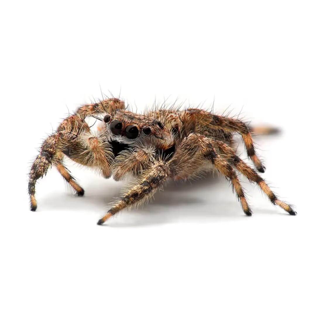 Jumping Spider