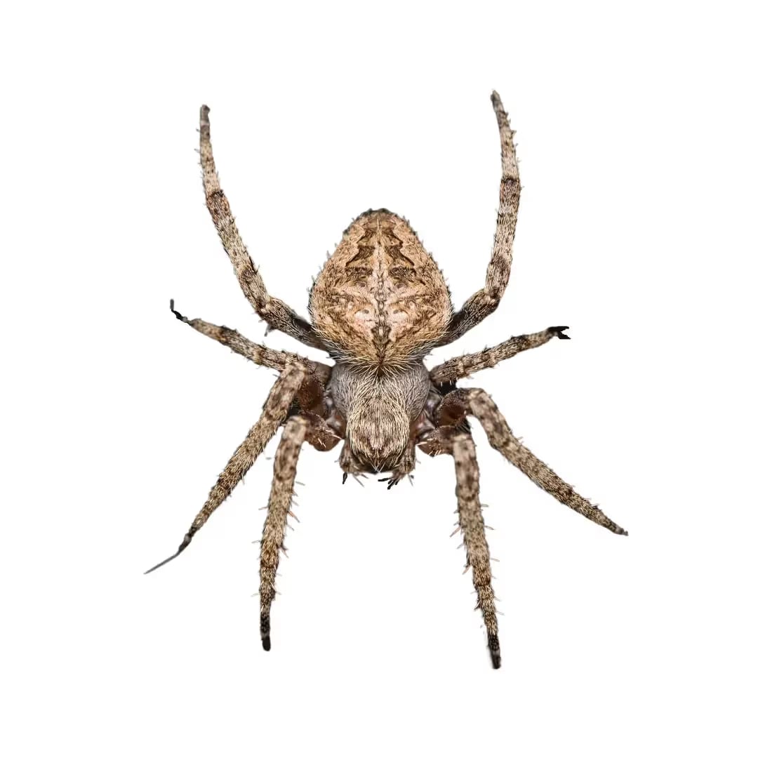 Orb Weaver Spider