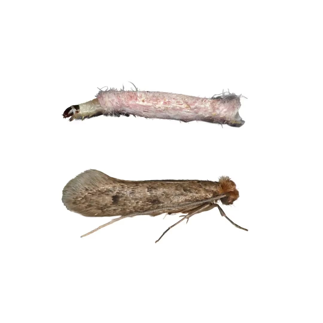 Case Maker Moths