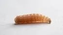 Worms in My Kitchen?
