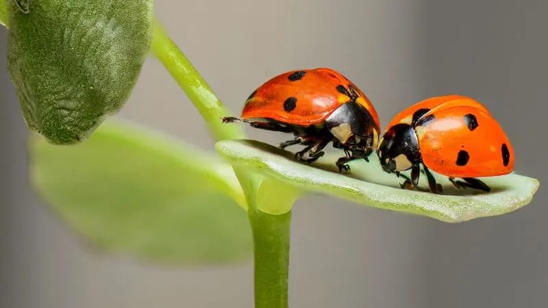 Bit by Lady Bugs?