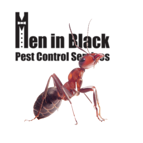 Ant Exterminator