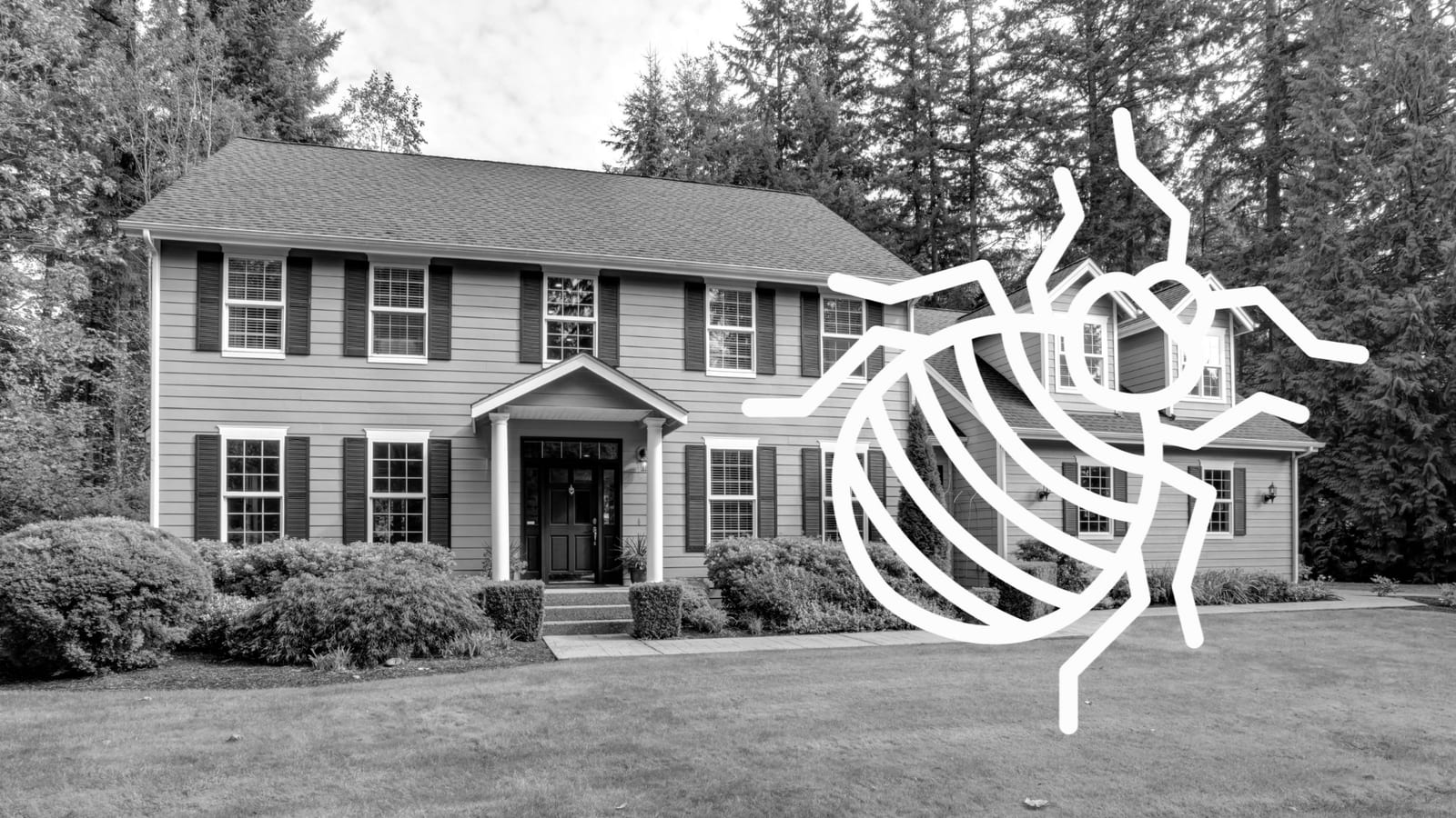 Bed Bug Control