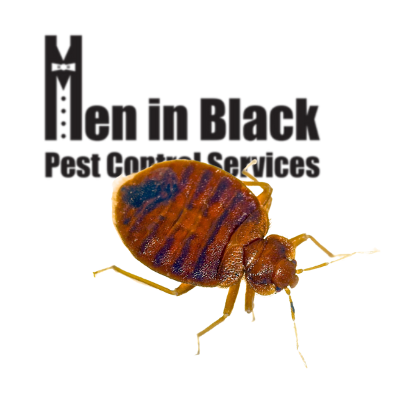 Bed Bug Extermination