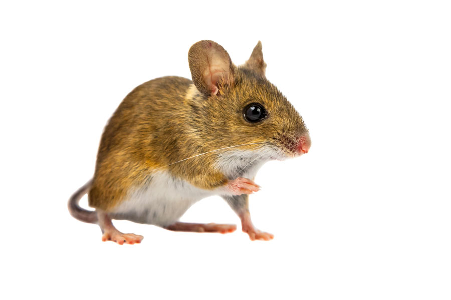 Mice - Men In Black Pest Control